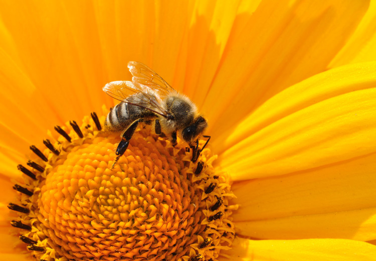 aloe vera biene forever bee pollen blueten pollen royal gelee propolis